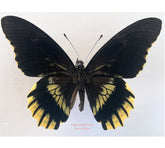 Battus streckerianus (Peru)